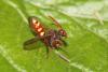 Nomada sp.